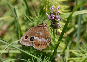 Blaukernauge (Minois dryas) - © Emanuel Trummer